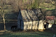 66 Cavallo al pascolo ad una antica baita in Vaccareggia